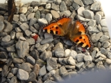 US - Schmetterling (1)