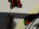 US - Schmetterling (12)