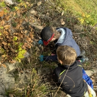 Traubeneichen-2