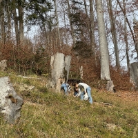 Traubeneichen-3