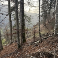 Traubeneichen-5