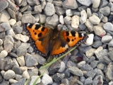 US - Schmetterling (7)